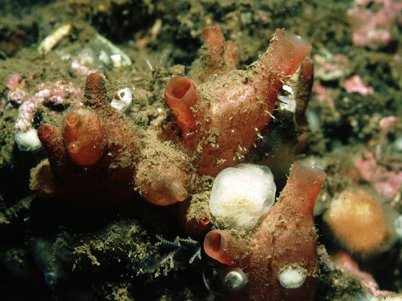 Polycarpa scuba